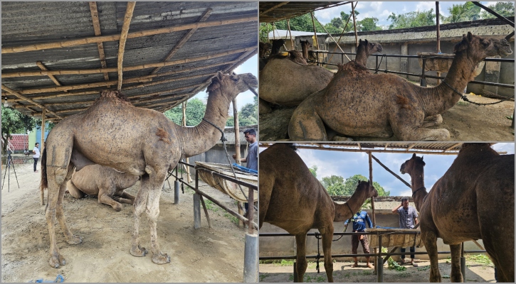 যশোরে এবারের কোরবানিতে চমক দেখাচ্ছে সাত উট